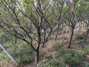 優質園林綠化工程，花都城園藝是您的理想之選
